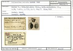 Karteikarte zum Syntyp von Triloculina sulcata Karrer, 1868